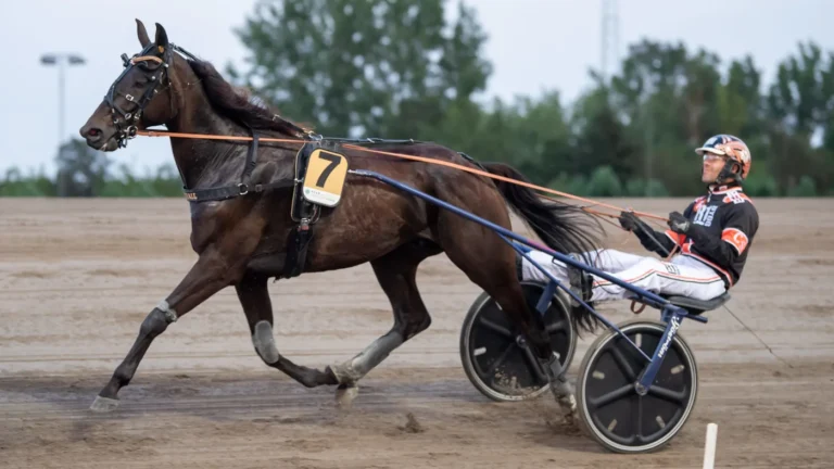 Köp in dig i en V75-vinnare på söndag!